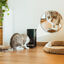 Cecotec Pumba 6000 Purrfect Meal Smart Vision Comedero Automático para perros y gatos, , large indicador imagen numero 10