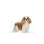 Royal Canin Adult Cavalier King Charles pienso para perros, , large indicador imagen numero 4