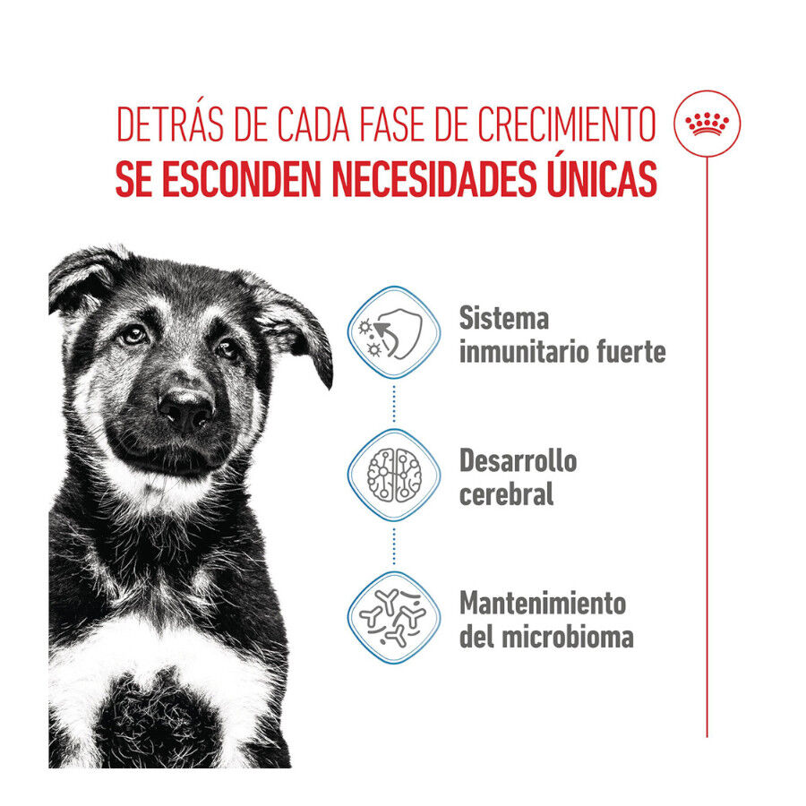 15 kg Royal Canin Puppy Maxi pienso para perros, , large Imagen numero 3