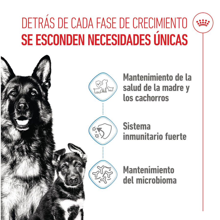 Royal Canin Starter MotheryBaby Maxi pienso para perros thumbnail