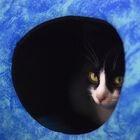Catshion World Cama Iglú para gatos  , , large image number null