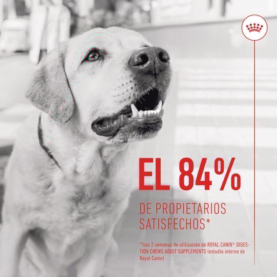 Royal Canin Digestion Chews Suplemento Nutricional para perros con sensibilidad thumbnail