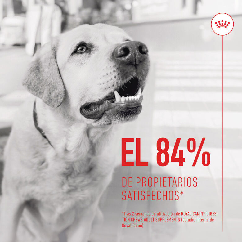 Royal Canin Digestion Chews Suplemento Nutricional para perros con sensibilidad thumbnail