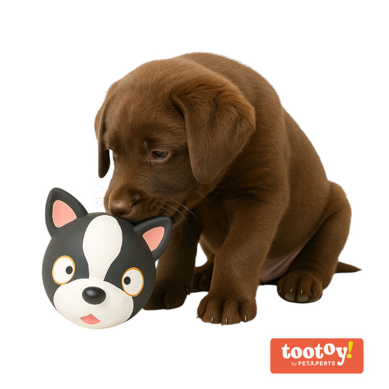 Tootoy! Chew French Bulldog mordedor de látex con sonido para perros thumbnail
