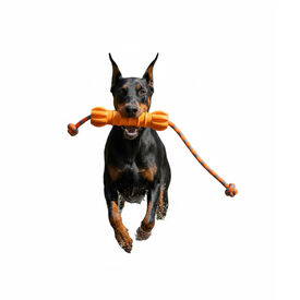 All For Paws Wow Play Juguete Stick Flotante para perros