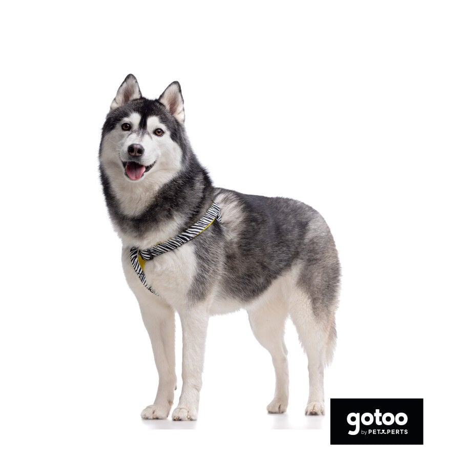 Gotoo Arn&eacute;s estampado zebra para perros, , large Imagen numero 3