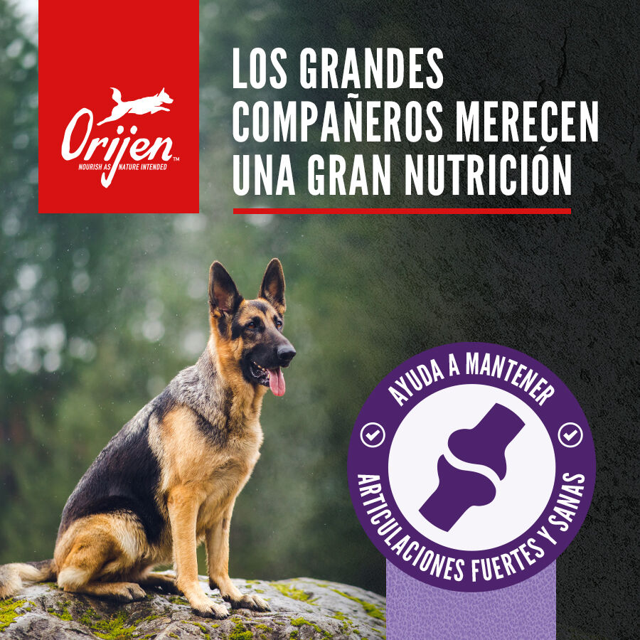 Orijen Large Breed Adult Pienso para perros thumbnail
