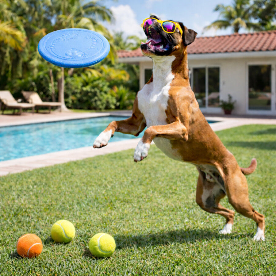 Summer Vibes Frisbee con Pelota Juguete Azul para perros, , large Imagen numero 1