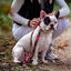 Disney Premium Marvel correa para perros, , large indicador imagen numero 4