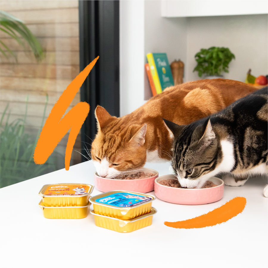 Edgard &amp; Cooper Adult Salmón y Pollo en Paté tarrina para gatos thumbnail