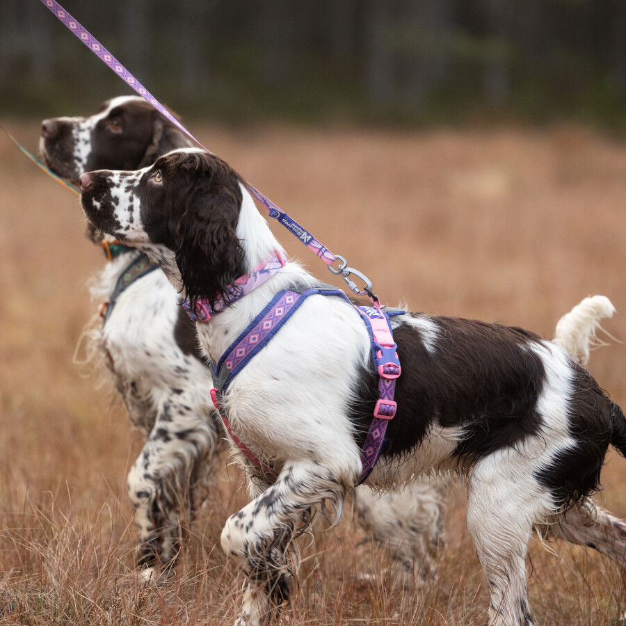 Non-stop Dogwear Arn&eacute;s Morado y Rosa para perros, , large Imagen numero 2