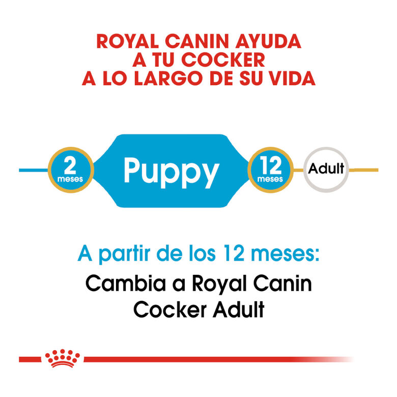 Royal Canin Puppy Cocker pienso para perros thumbnail