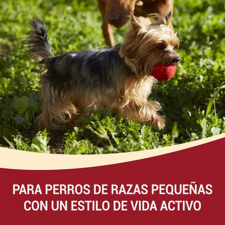 4 sobres x 100 g Purina One Mini Active Buey y Pato sobre en salsa para perros ,  Imagen numero 2 4 sobres x 100 g Purina One Mini Active Buey y Pato sobre en salsa para perros , , large Imagen numero 2