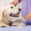 Beaphar CaniComfort Relajante en Spray para el estrés ocasional en perros, , large indicador imagen numero 3