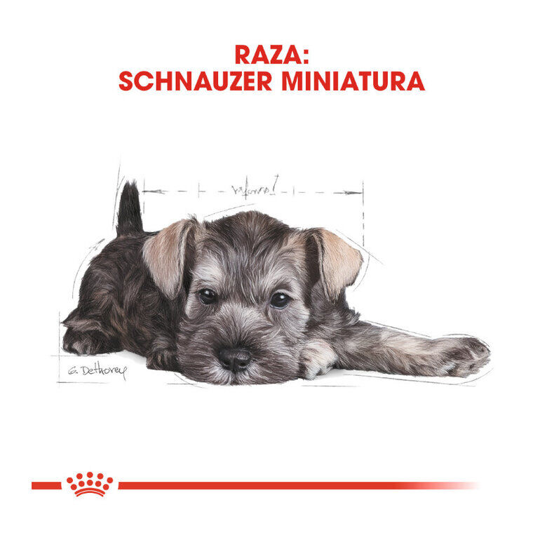 Royal Canin Puppy Miniature Schnauzer pienso para perros thumbnail