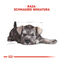 Royal Canin Puppy Miniature Schnauzer pienso para perros, , large indicador imagen numero 5