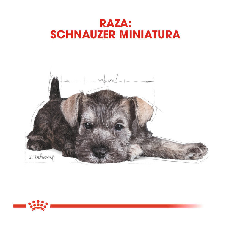 1.5 kg Royal Canin Puppy Miniature Schnauzer pienso para perros,  Imagen numero 5 1.5 kg Royal Canin Puppy Miniature Schnauzer pienso para perros, , large Imagen numero 5