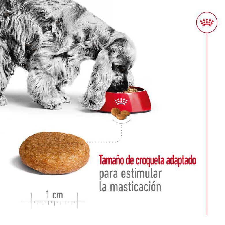 Royal Canin Medium Adult pienso para perros thumbnail