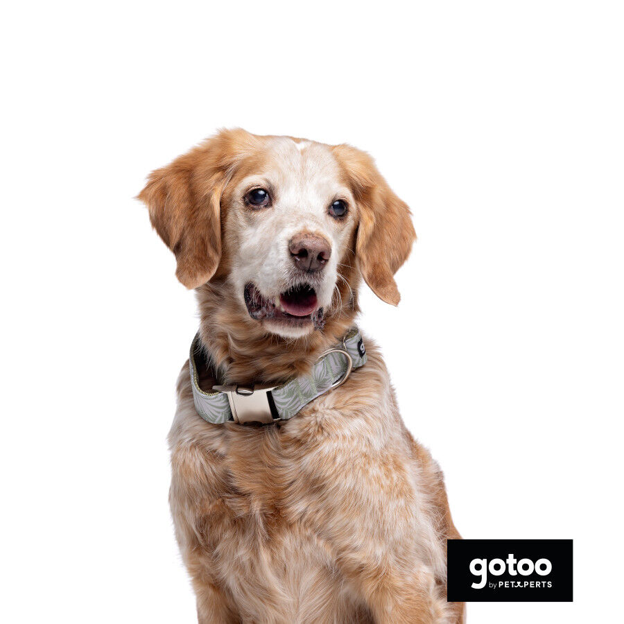 Collar estampado de hojas para perros thumbnail