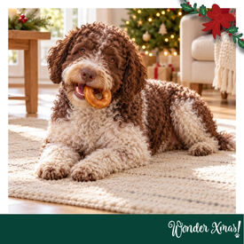 Wonder Christmas Donut Snacks para perros