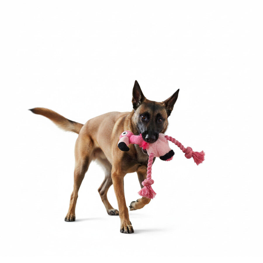 All For Paws Ultrasonic Juguete DJ Flamingo para perros, , large Imagen numero 3