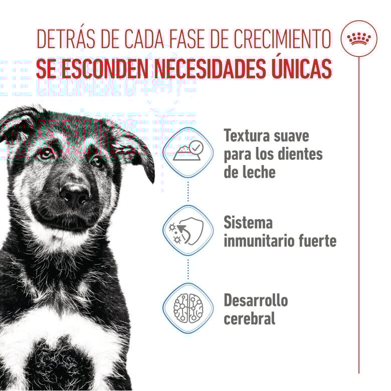 140 g Royal Canin Húmedo Maxi Puppy,  Imagen numero 3 140 g Royal Canin Húmedo Maxi Puppy, , large Imagen numero 3