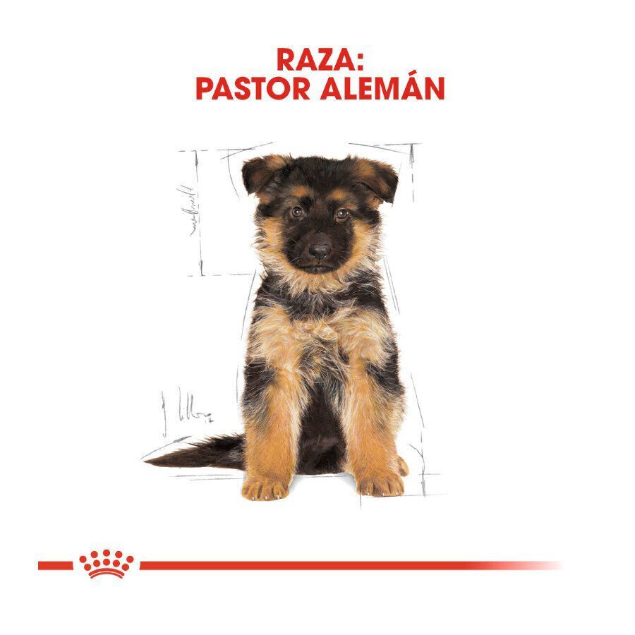Royal Canin Puppy Pastor Alemán pienso para perros thumbnail