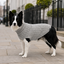 Gotoo Jersey de Punto Gris para perros, , large indicador imagen numero 1