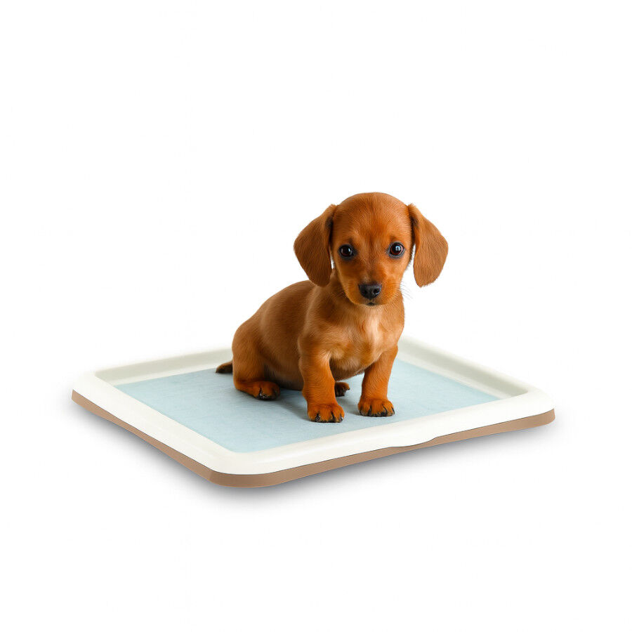 Nice Care Bandeja Sanitaria Gastone Azul para perros