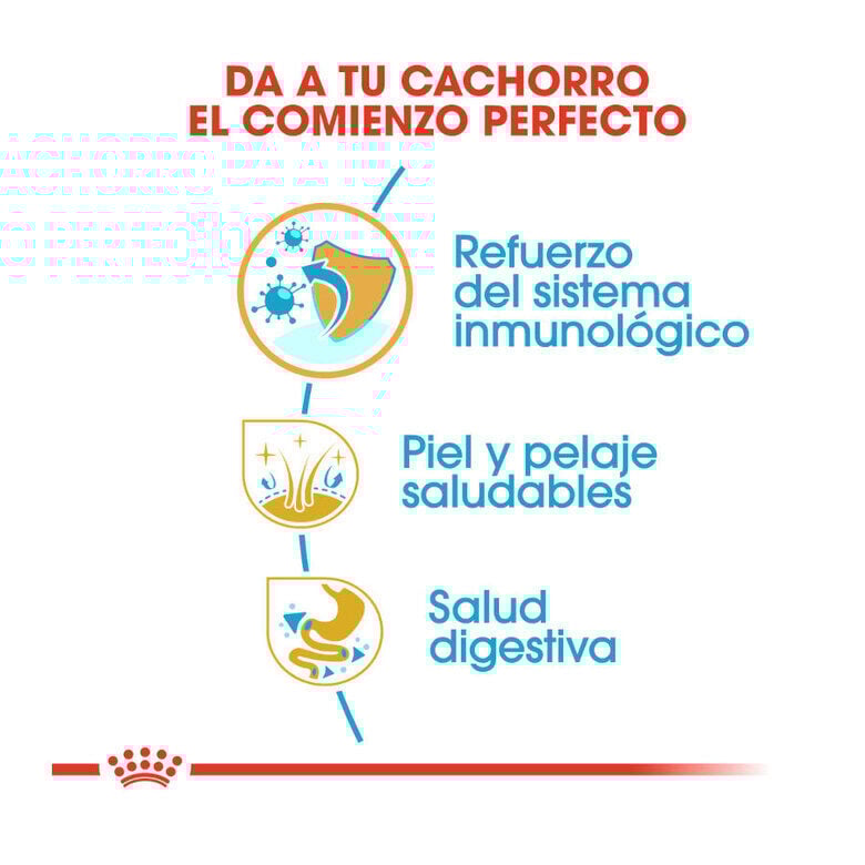 1.5 kg Royal Canin Puppy Shih Tzu pienso para perros, , large Imagen numero 4