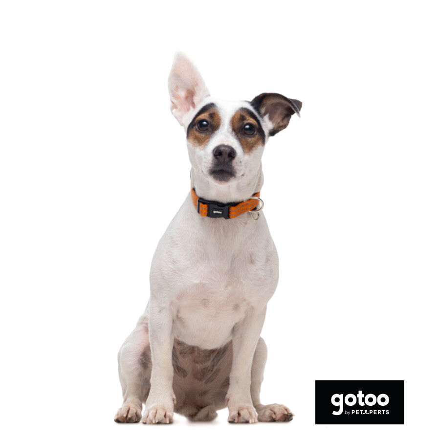 Gotoo Collar de nylon reflectante naranja para perros thumbnail