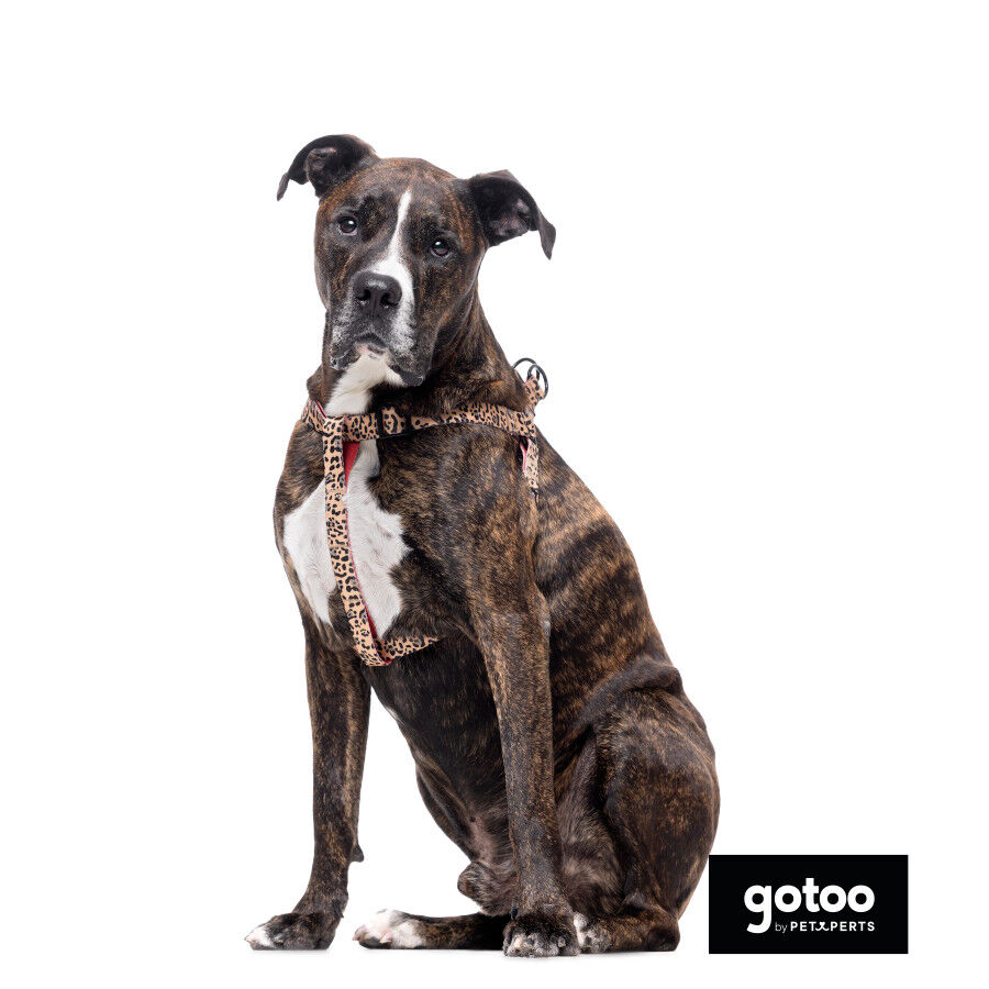 Gotoo Arnés estampado leopardo para perros thumbnail