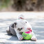 Kong Birthday SqueakAir pelotas para perros, , large indicador imagen numero 2