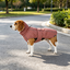 Gotoo Chaqueta Rosa para perros, , large indicador imagen numero 1
