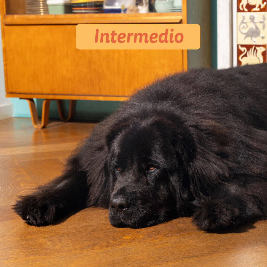 12 kg Edgard & Cooper Adult Pollo pienso para perros, , large Imagen numero 4