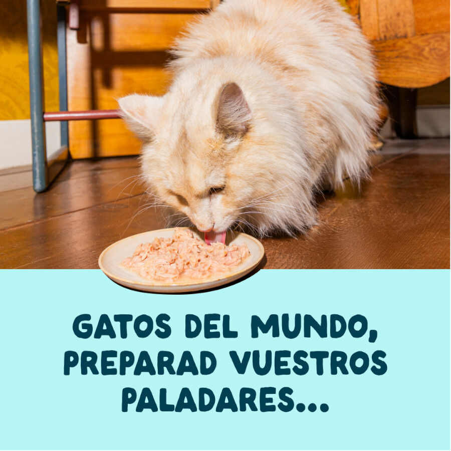 70 g Edgard & Cooper Filetes de At&uacute;n y Gambas lata para gatos, , large Imagen numero 2