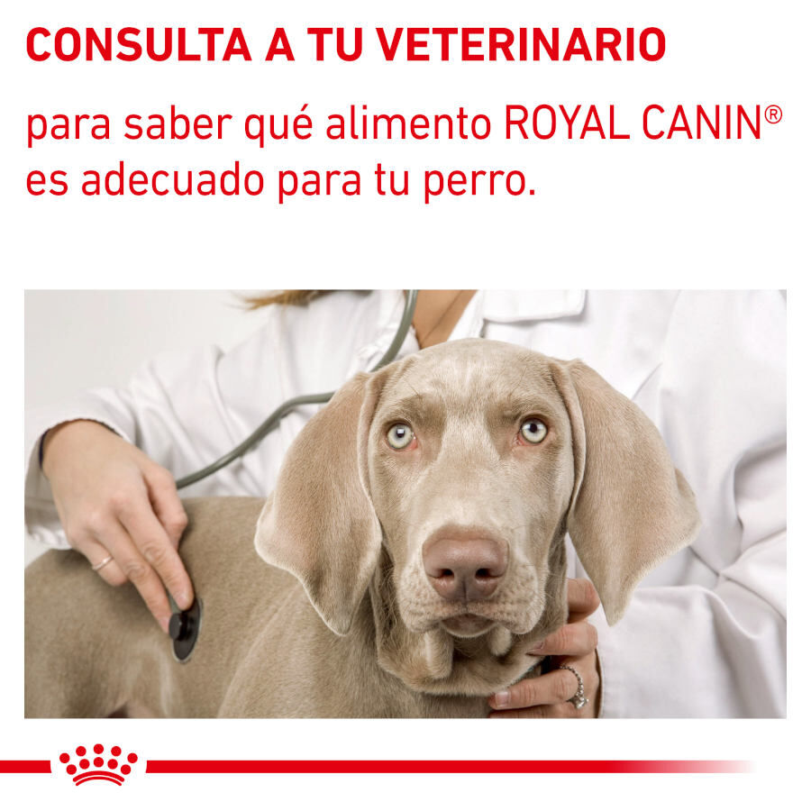 12 sobres x 85 g Royal Canin Expert Adult L&aacute;minas en Salsa sobre para perros, , large Imagen numero 7