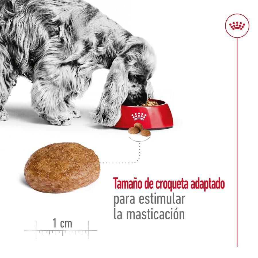 Royal Canin Medium 7+ Adult pienso para perros senior thumbnail