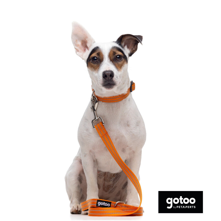 Gotoo Collar de nylon reflectante naranja para perros thumbnail
