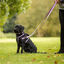 Halti arnés de nylon ajustable morado para perros, , large indicador imagen numero 3