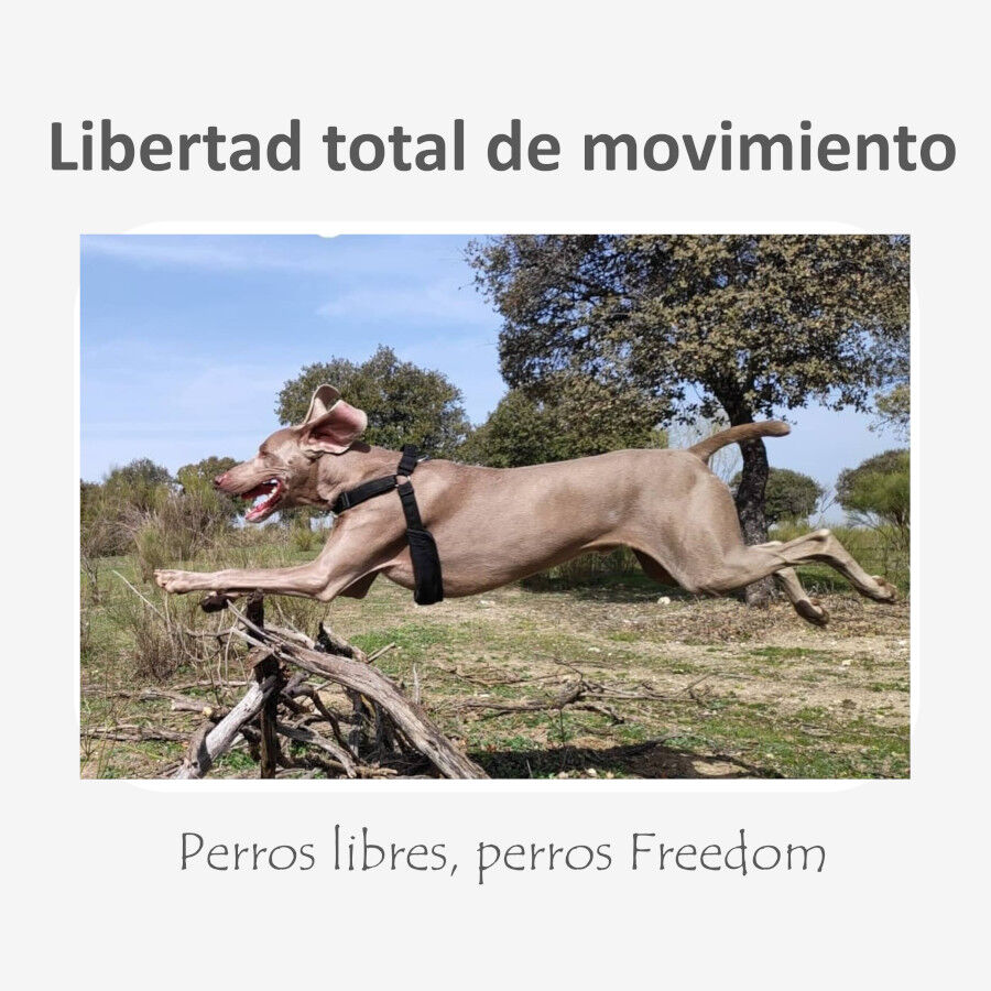 Freedom and Color Arn&eacute;s Anti-tirones Azul para perros, , large Imagen numero 5