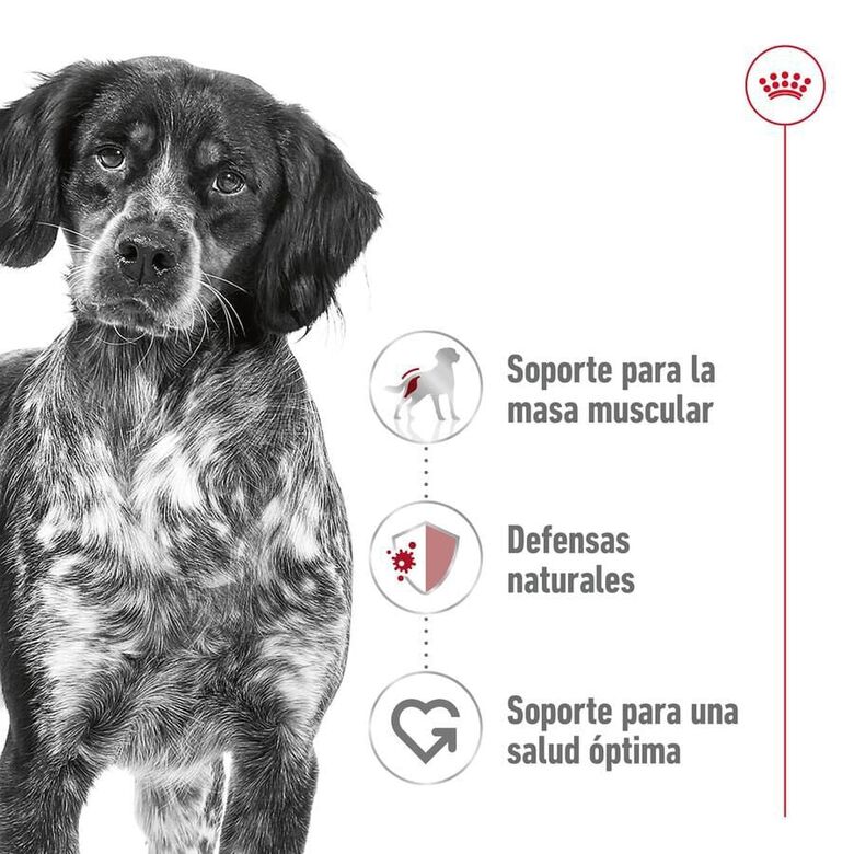 Royal Canin Medium Adult Sobre en salsa para perros thumbnail