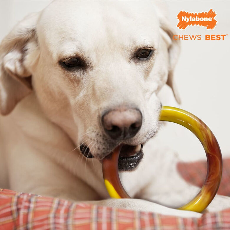 Nylabone Extreme Chew Ring Mordedor Redondo Sabor a Hamburguesa para perros thumbnail