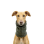 Gotoo Bufanda Polar Verde para perros, , large indicador imagen numero 7