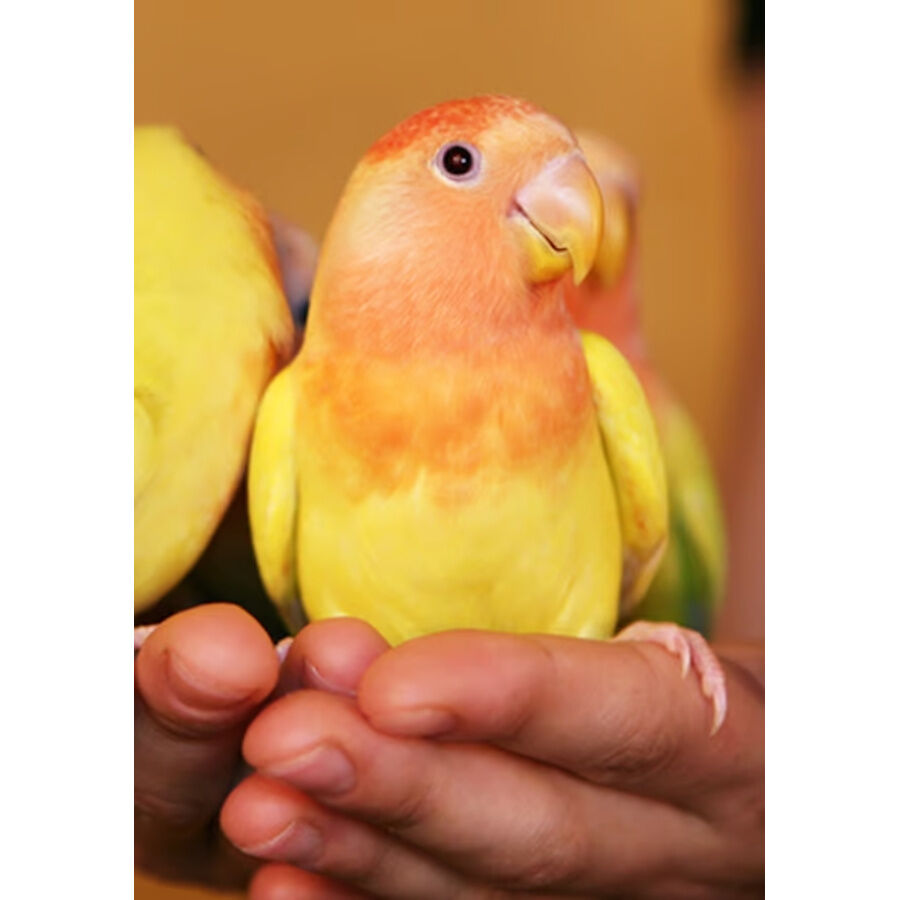 Psittacus Minor pienso para pájaros pequeños thumbnail