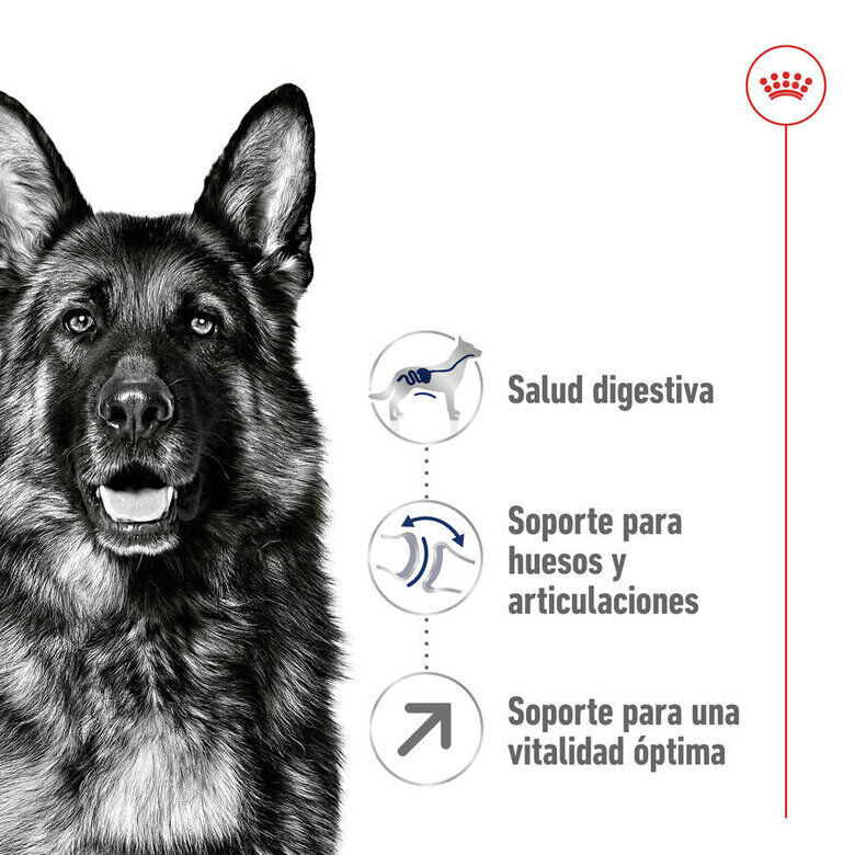 Royal Canin Maxi Adult 5+ pienso para perros senior de raza grande thumbnail