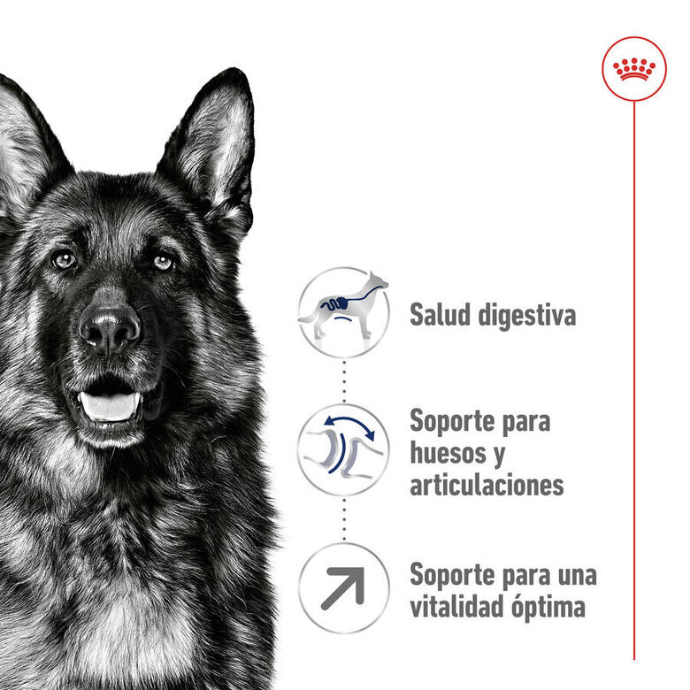 15 kg Royal Canin Maxi Adult 5+ pienso para perros senior de raza grande,  Imagen numero 6 15 kg Royal Canin Maxi Adult 5+ pienso para perros senior de raza grande, , large Imagen numero 6