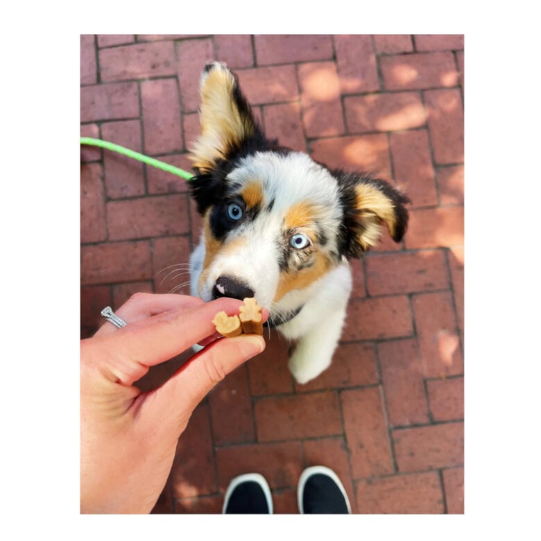 28 barritas Whimzees Puppy XS/S Snacks Dentales Naturales para cachorros,  Imagen numero 3 28 barritas Whimzees Puppy XS/S Snacks Dentales Naturales para cachorros, , large Imagen numero 3