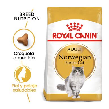 Royal Canin Adult Norwegian Forest pienso para gatos
