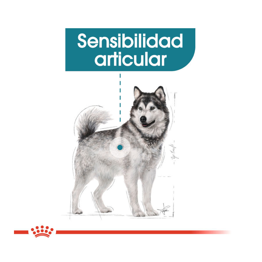 Royal Canin Joint Care Maxi pienso para perros thumbnail